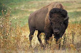 Bison, South Dakota